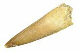 Fossil Plesiosaur (Zarafasaura) Tooth - Morocco #297868-1